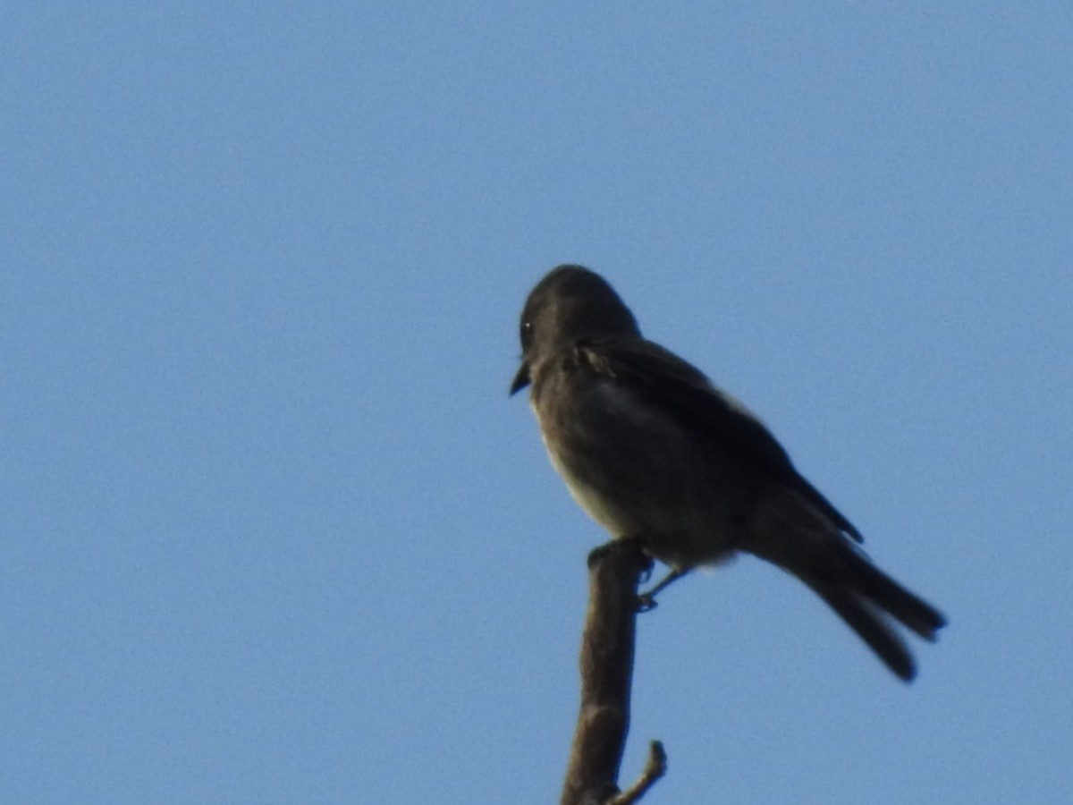 Olive-sided Flycatcher - ML641062971