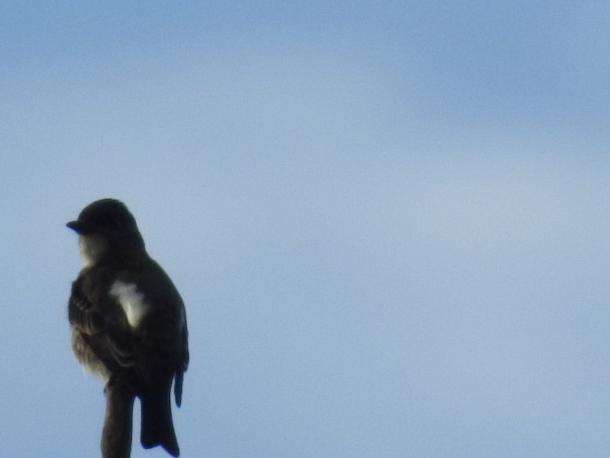 Olive-sided Flycatcher - ML641062973