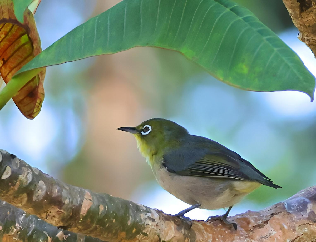 Japanbrillenvogel - ML641062981