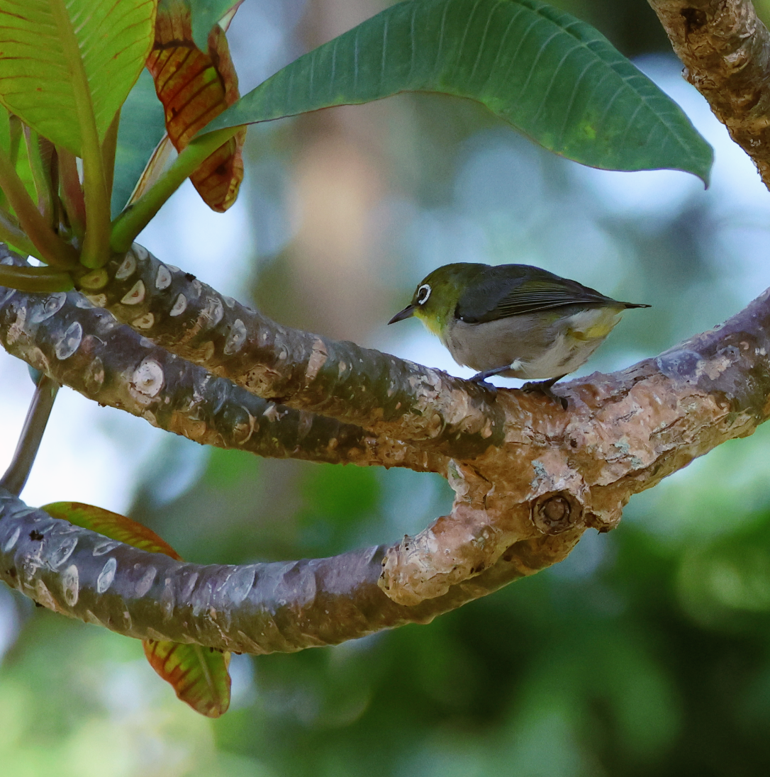 Japanbrillenvogel - ML641062995