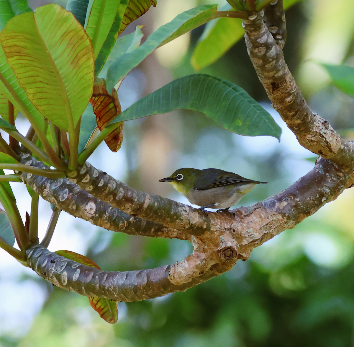 Japanbrillenvogel - ML641063007