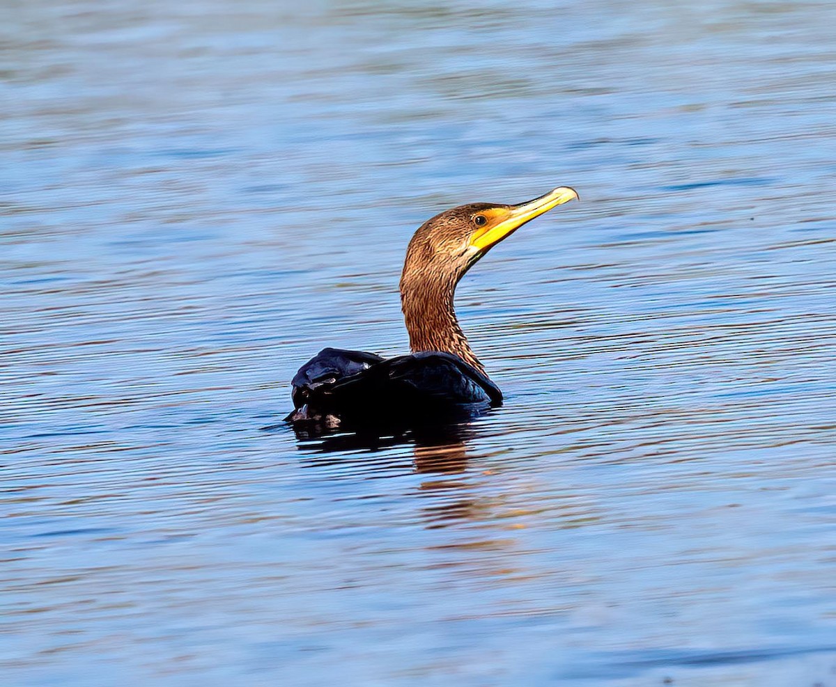 Double-crested Cormorant - ML641063010