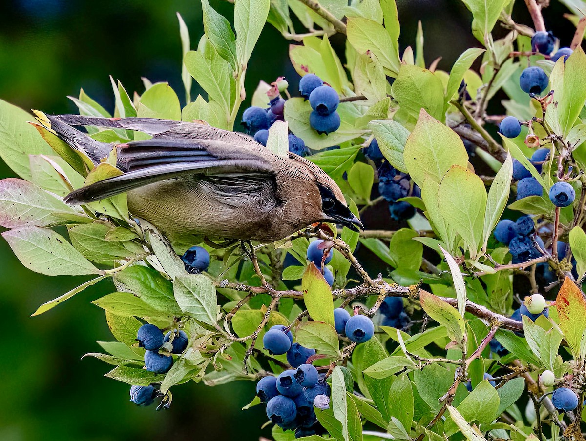 Cedar Waxwing - ML641063014