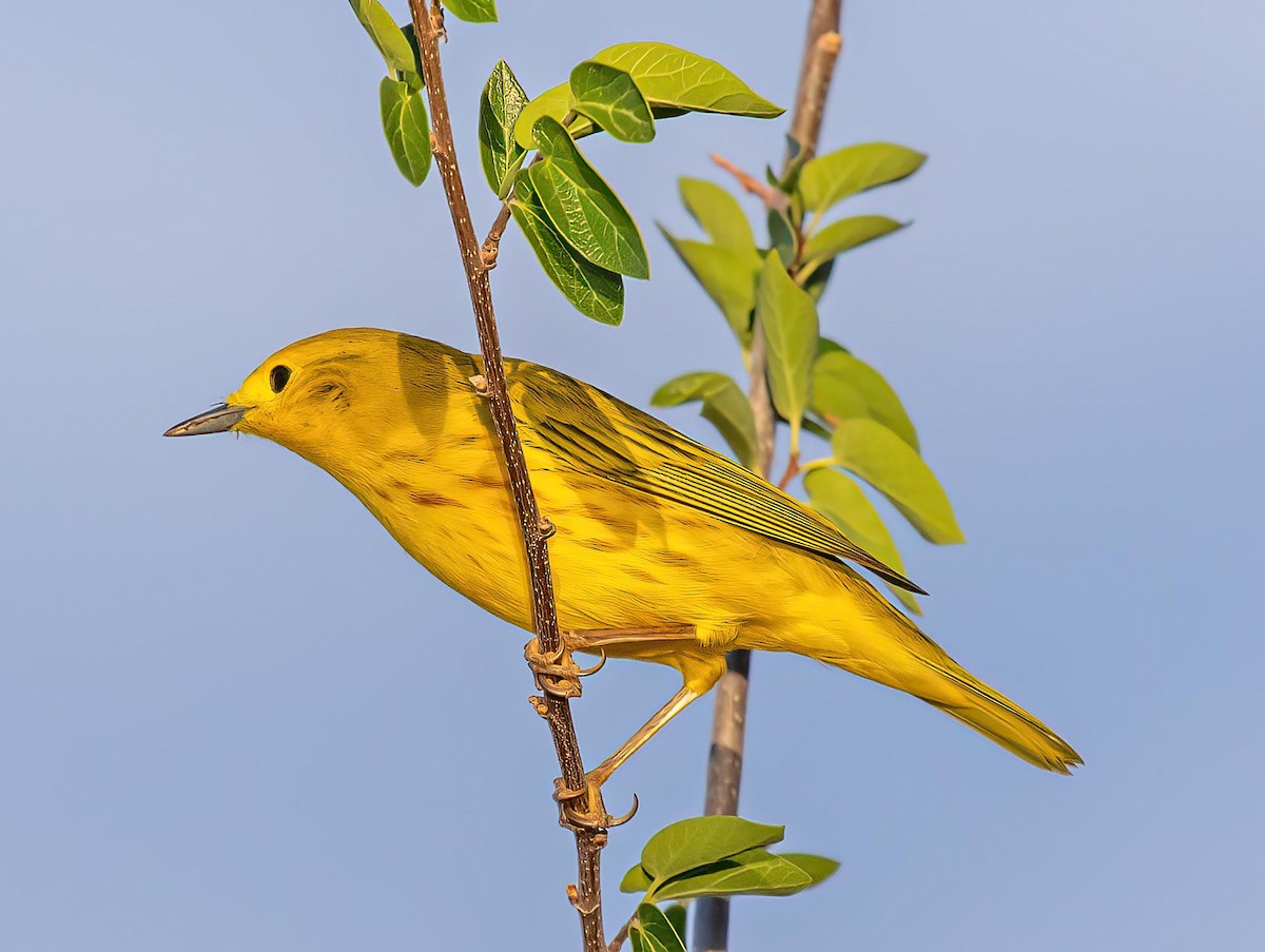 Northern Yellow Warbler - ML641063045