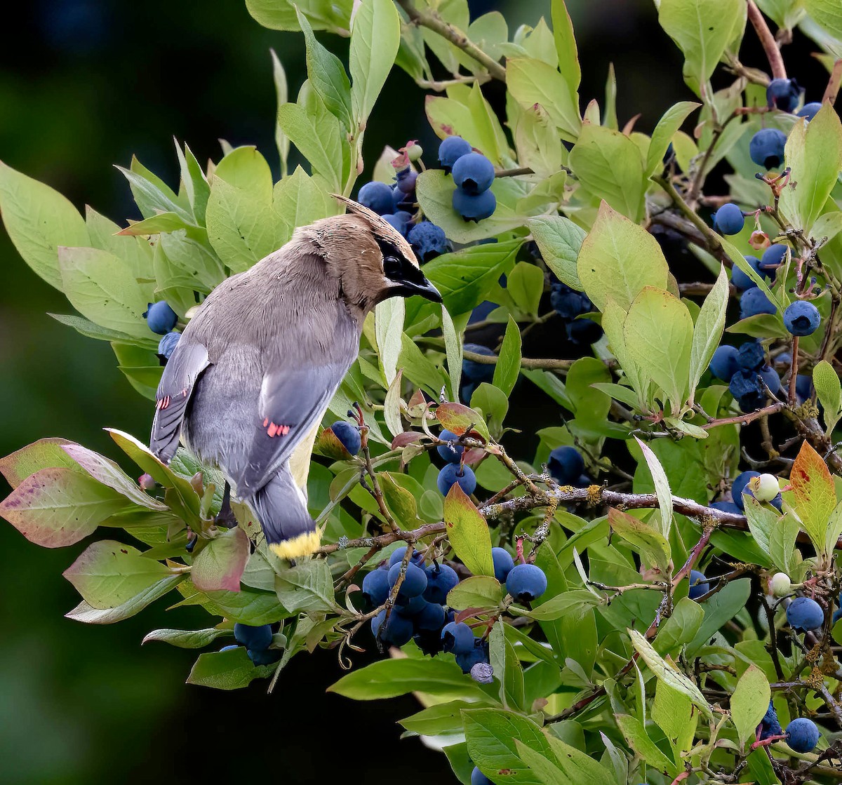 Cedar Waxwing - ML641063049