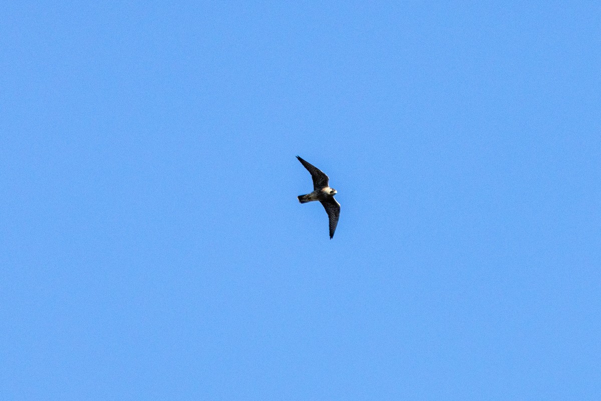 Peregrine Falcon - ML641063098
