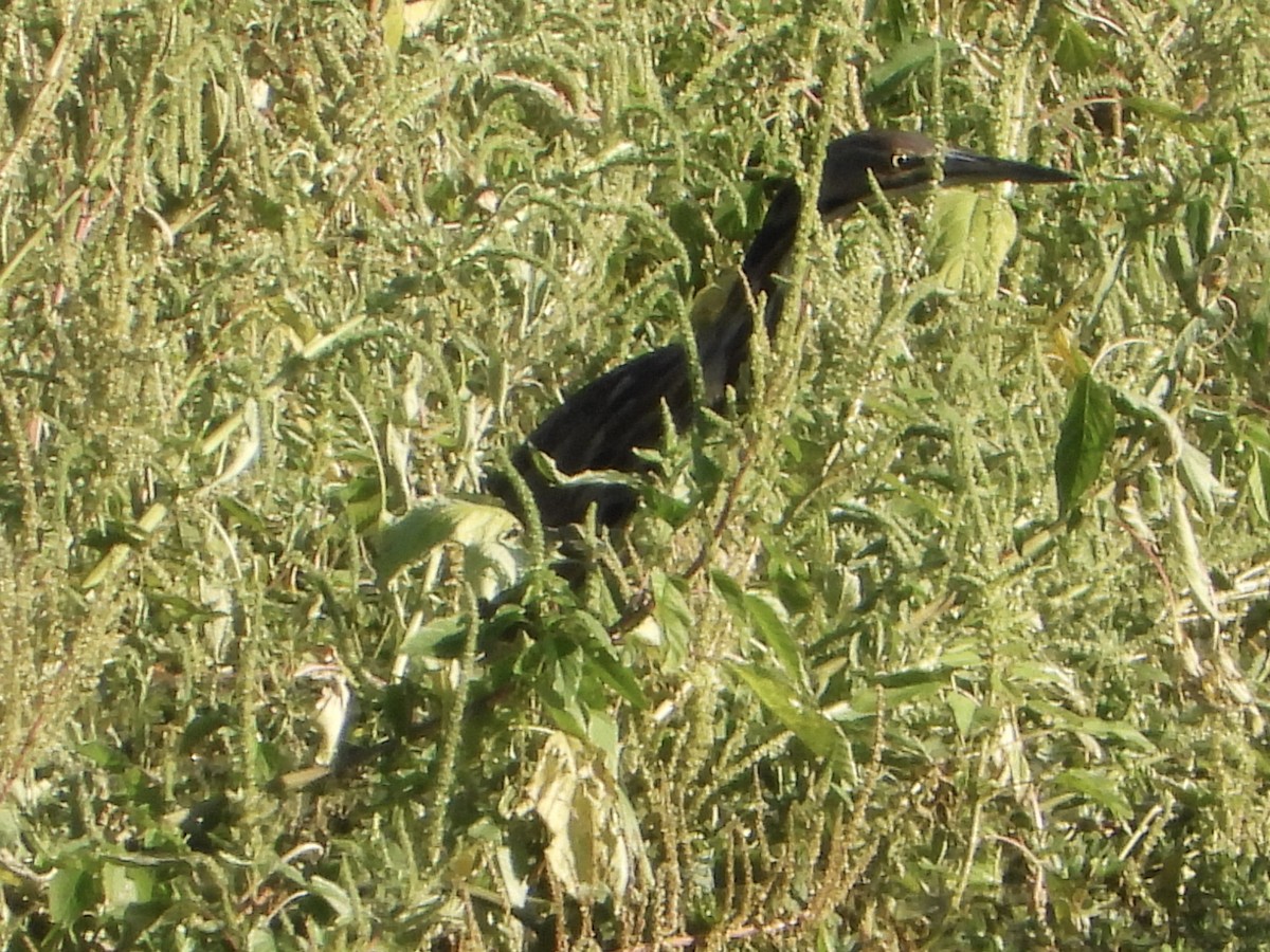 American Bittern - ML641063115