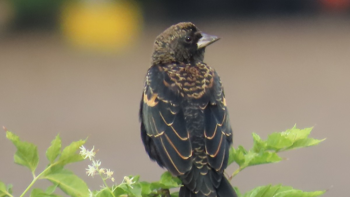 Red-winged Blackbird - ML641063123