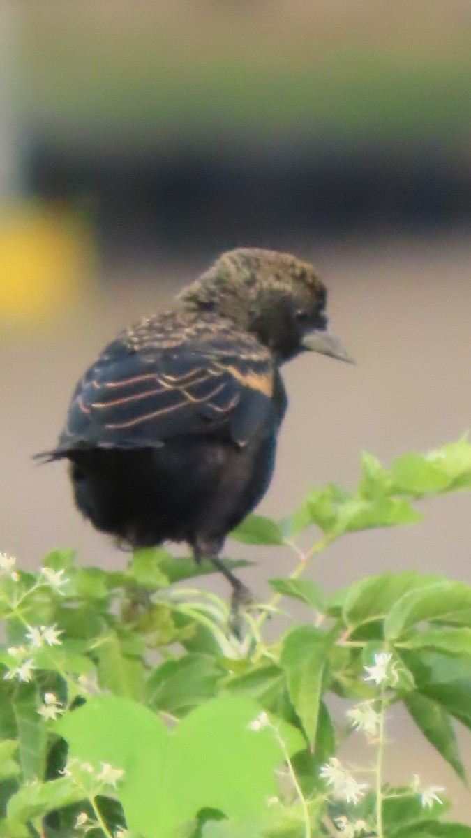 Red-winged Blackbird - ML641063124