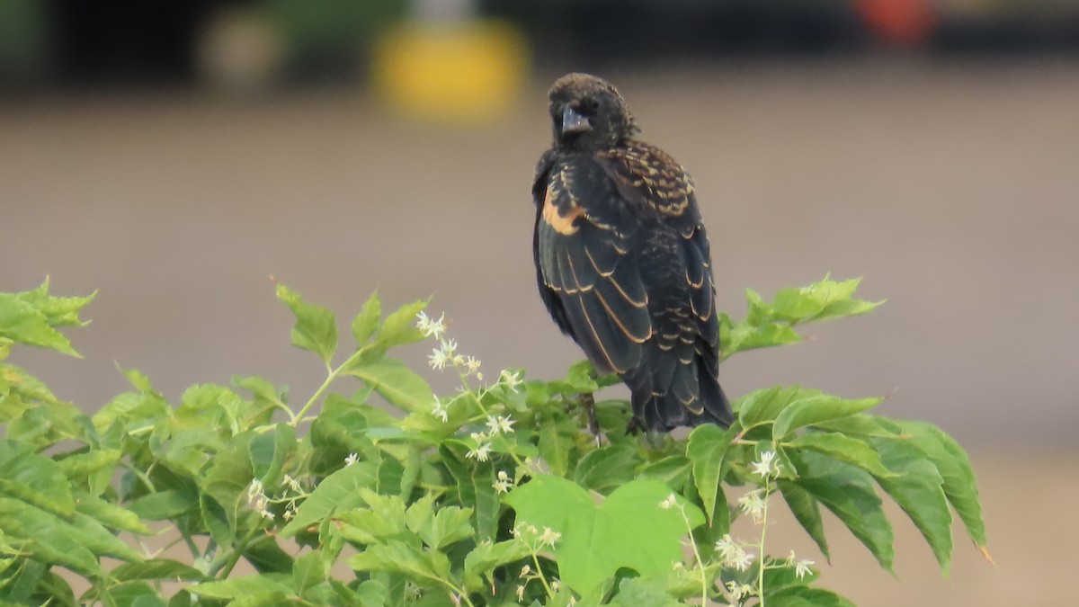 Red-winged Blackbird - ML641063126