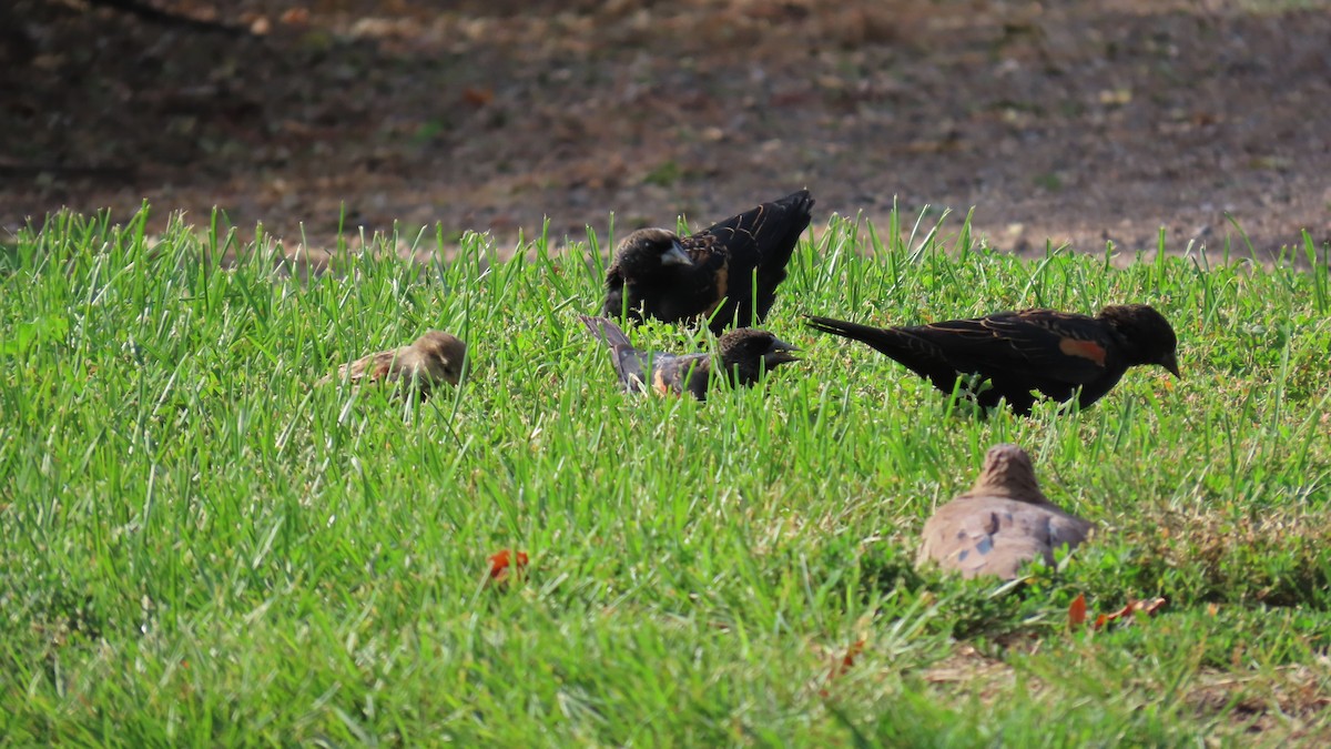 Red-winged Blackbird - ML641063129