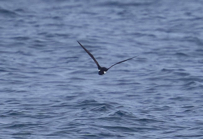 Manx Shearwater - ML641063133