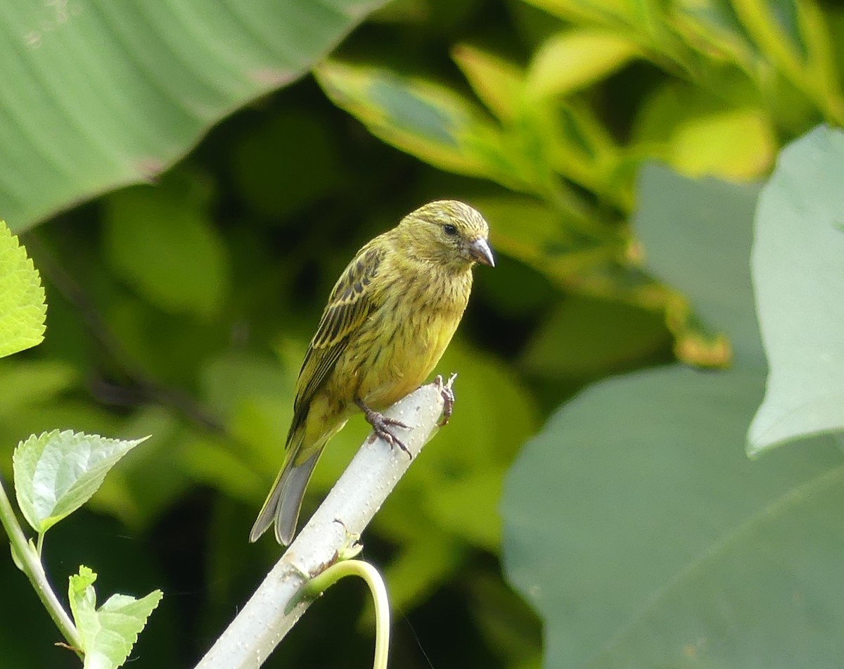 African Citril - ML641063143