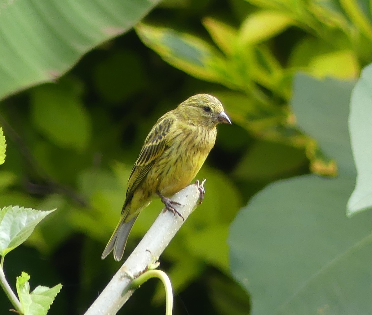 African Citril - ML641063145