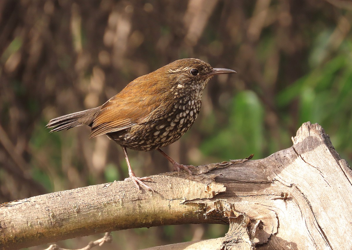 Sharp-tailed Streamcreeper - ML641063258