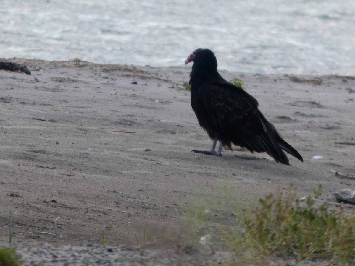 Turkey Vulture - ML641063265