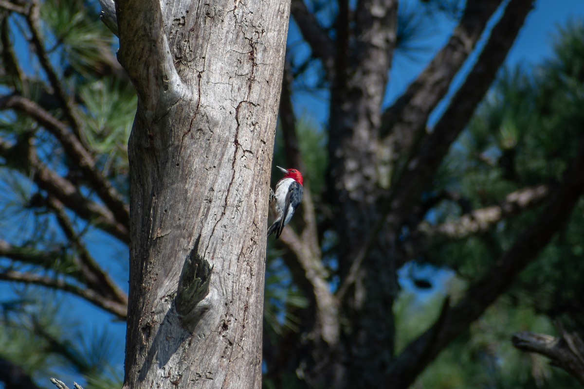 Pic à tête rouge - ML641063270