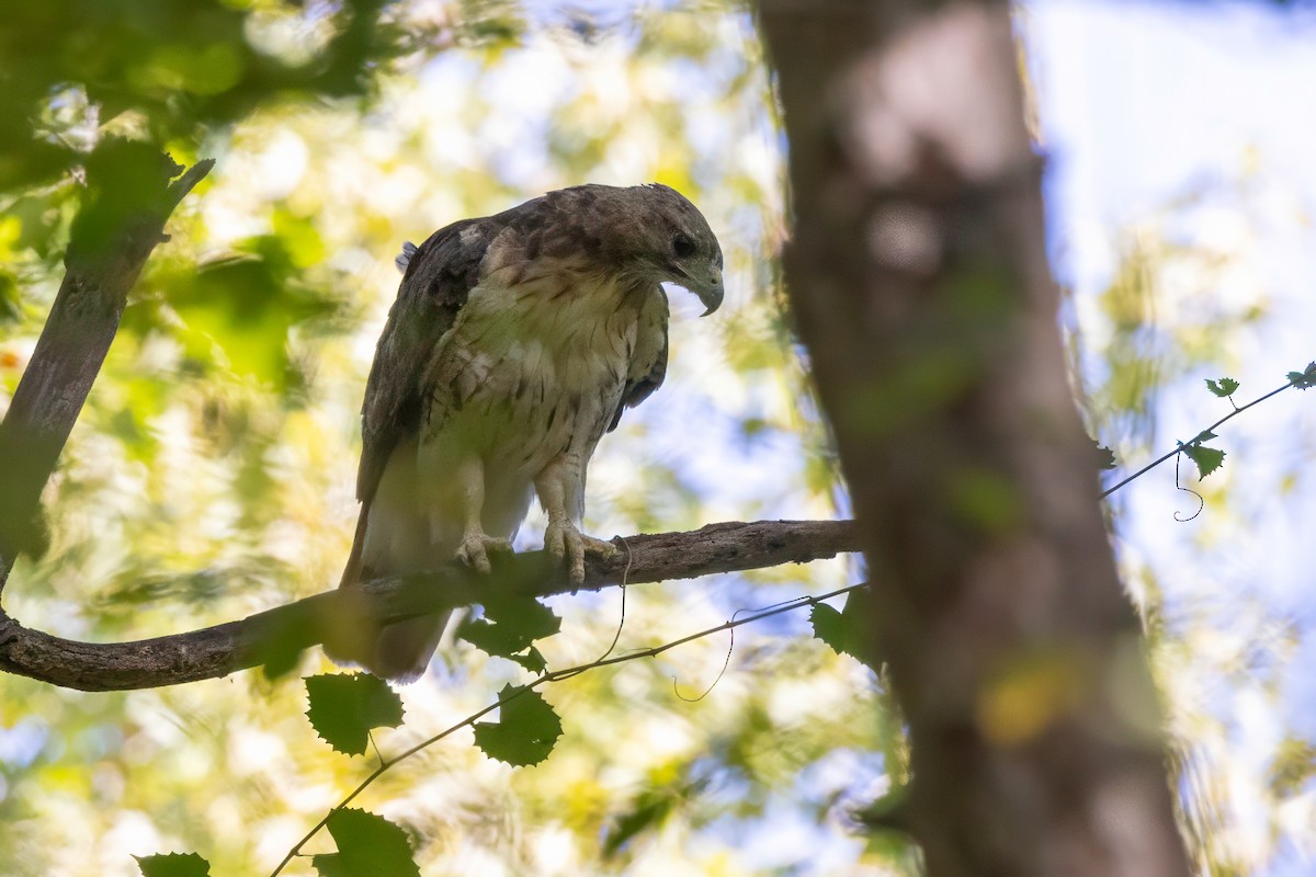 Red-tailed Hawk - ML641063286