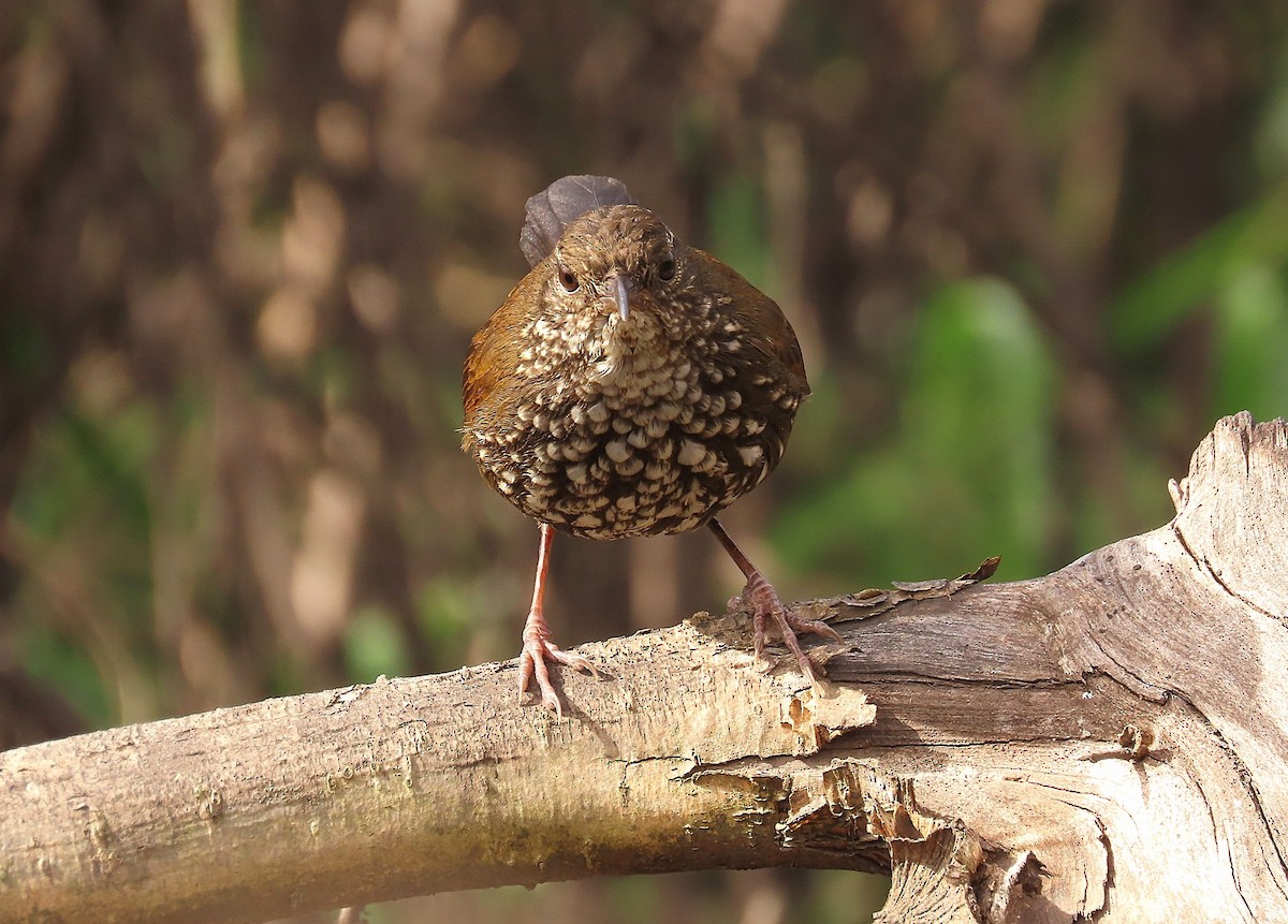 Sharp-tailed Streamcreeper - ML641063290