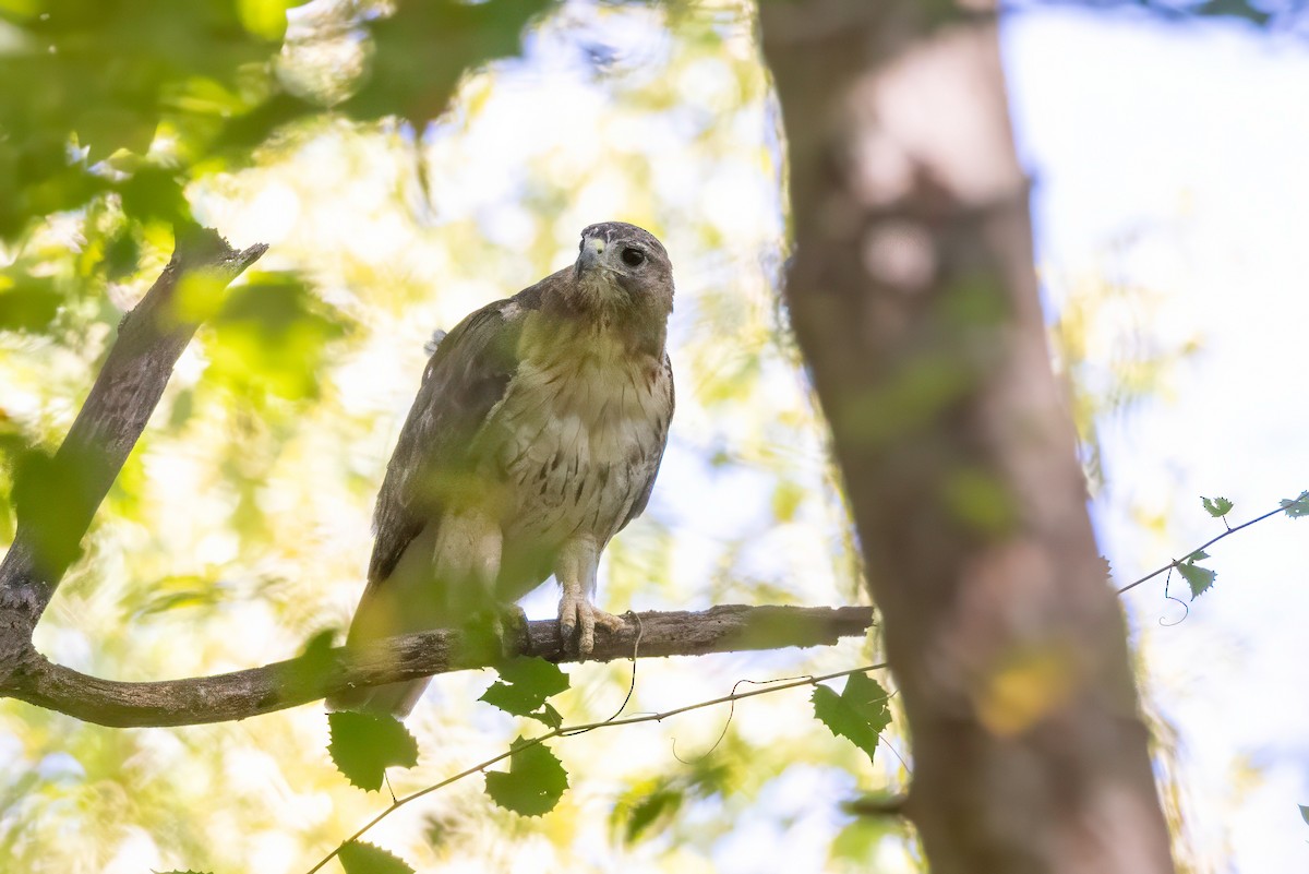 Red-tailed Hawk - ML641063297