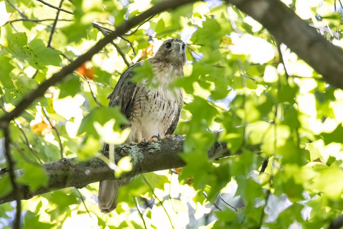 Red-tailed Hawk - ML641063299
