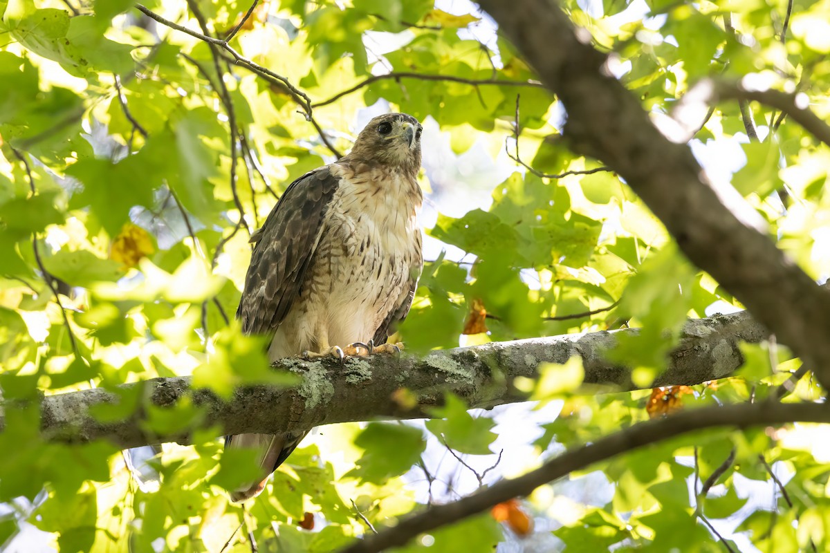 Red-tailed Hawk - ML641063309