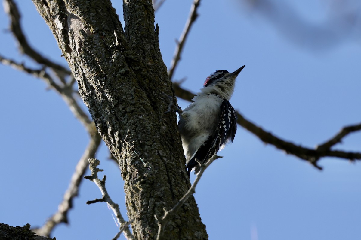 Hairy Woodpecker - ML641063321