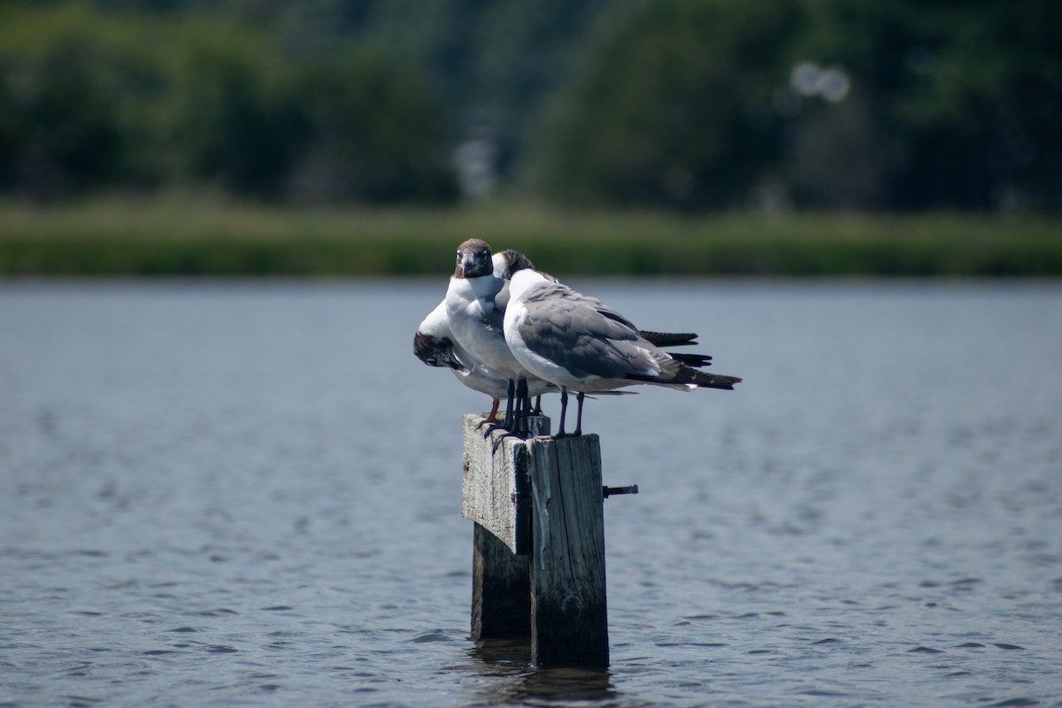 Mouette atricille - ML641063347