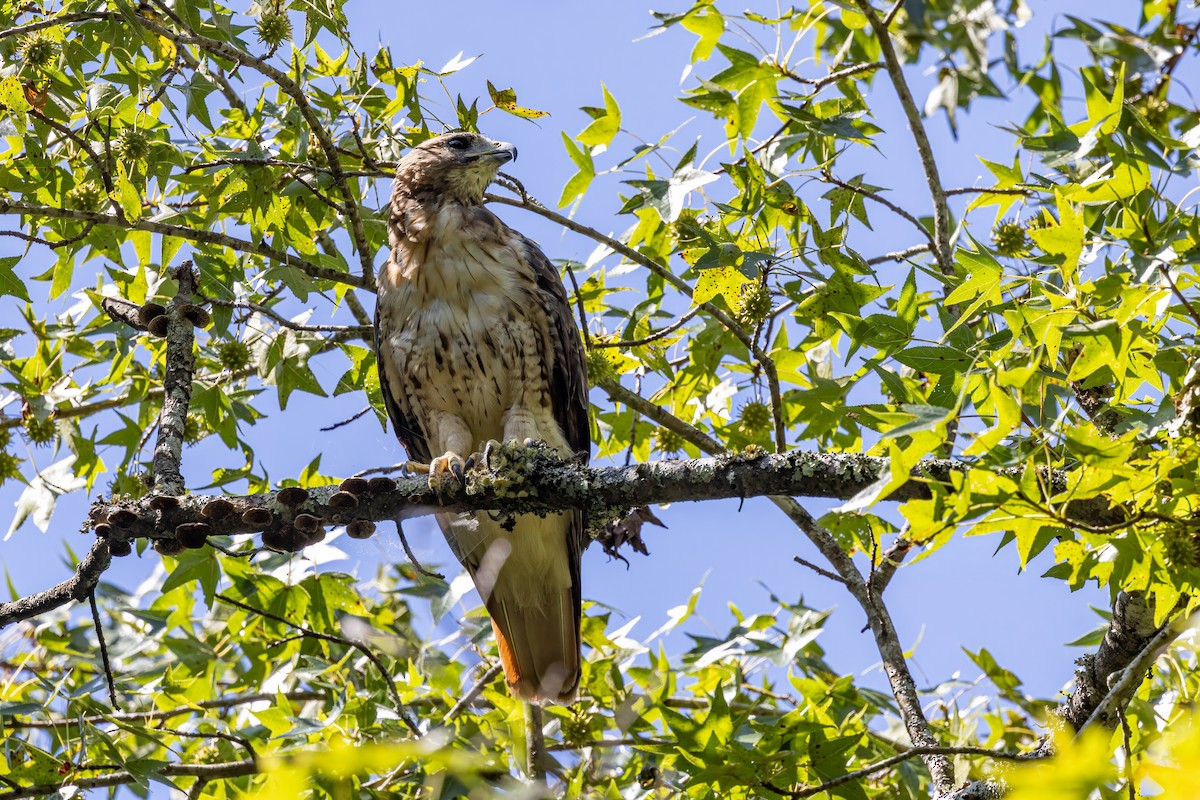 Red-tailed Hawk - ML641063349