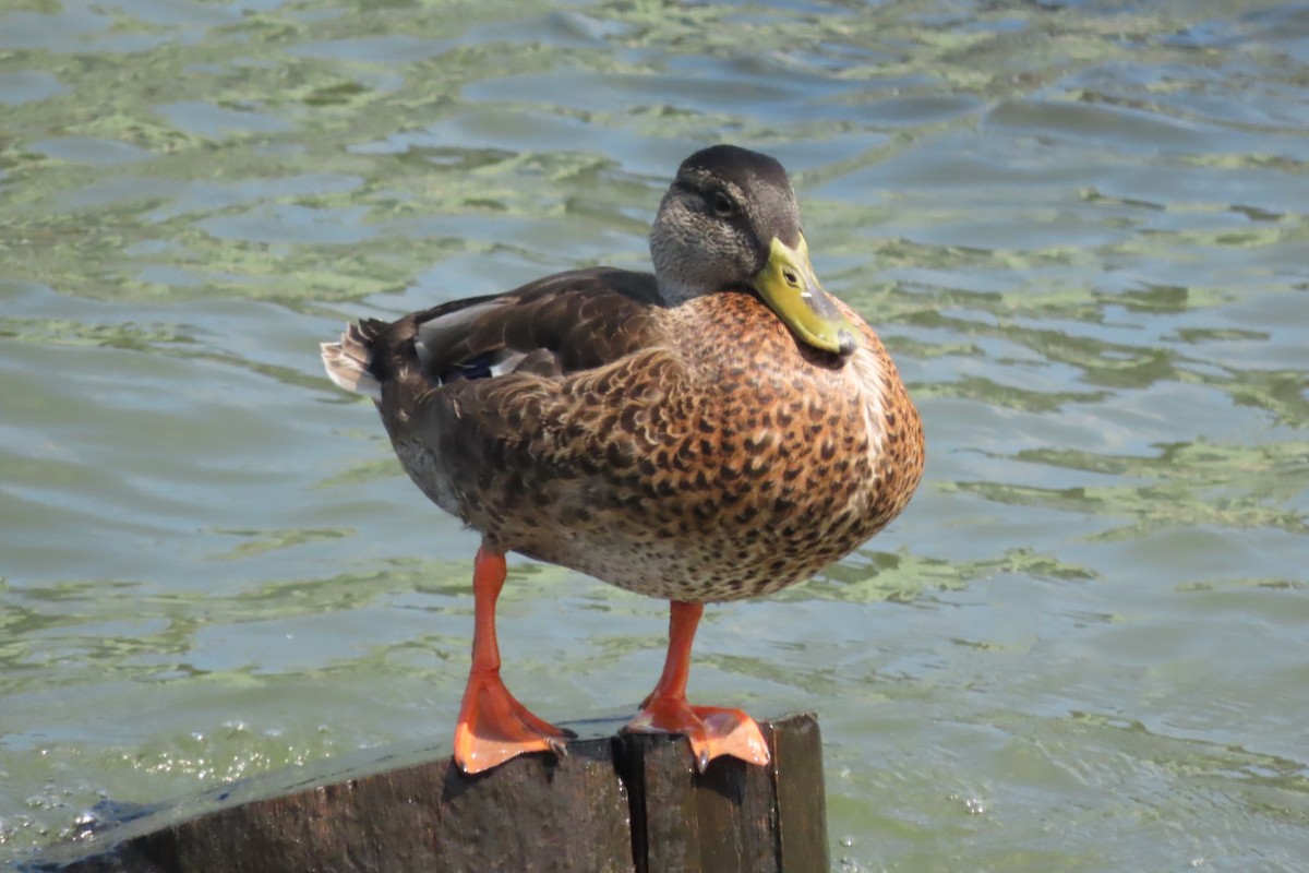 American Black Duck - ML641063352