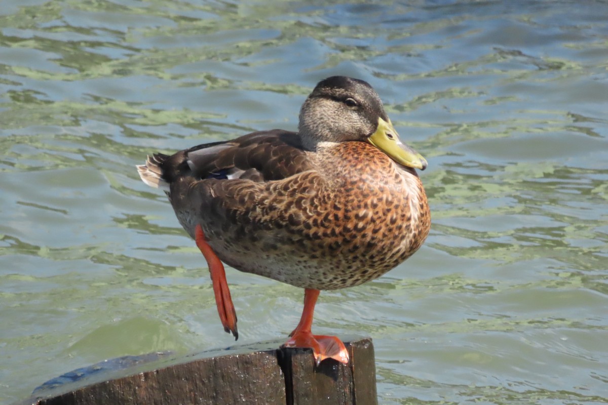 American Black Duck - ML641063353