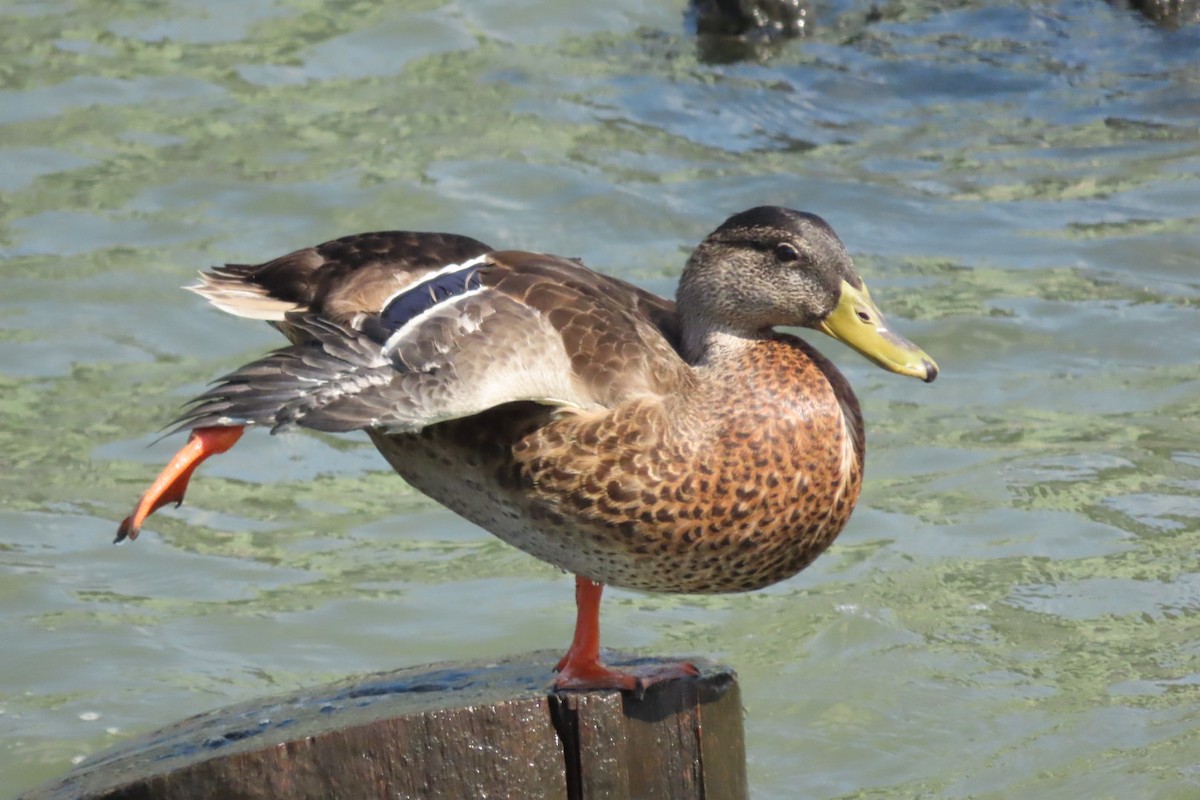 American Black Duck - ML641063354
