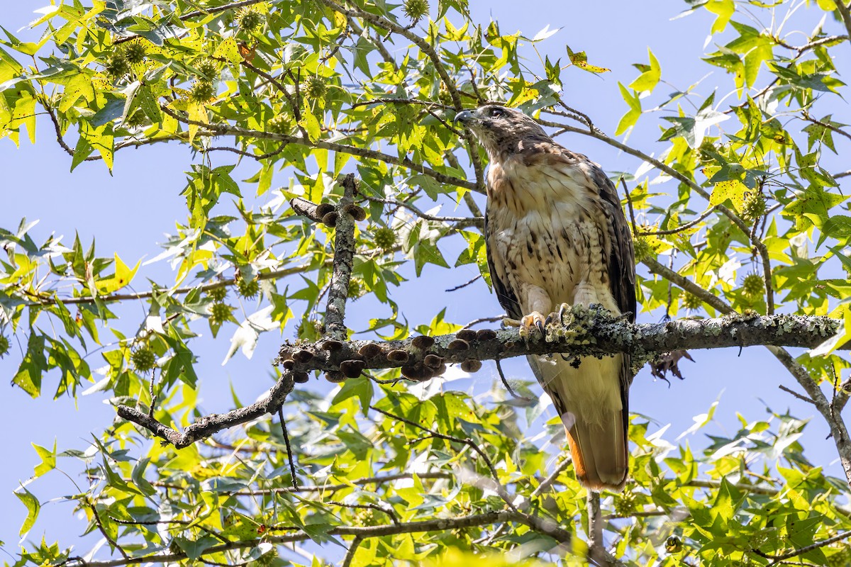 Red-tailed Hawk - ML641063364