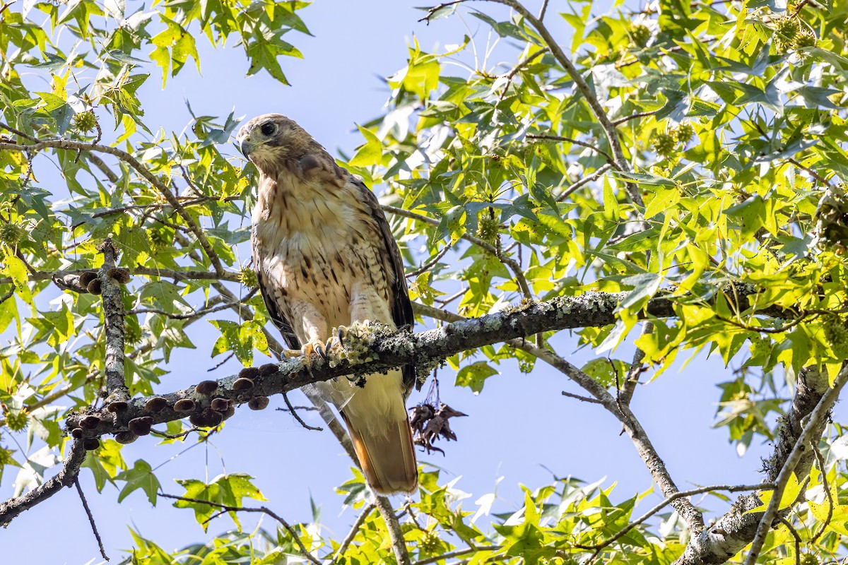 Red-tailed Hawk - ML641063367