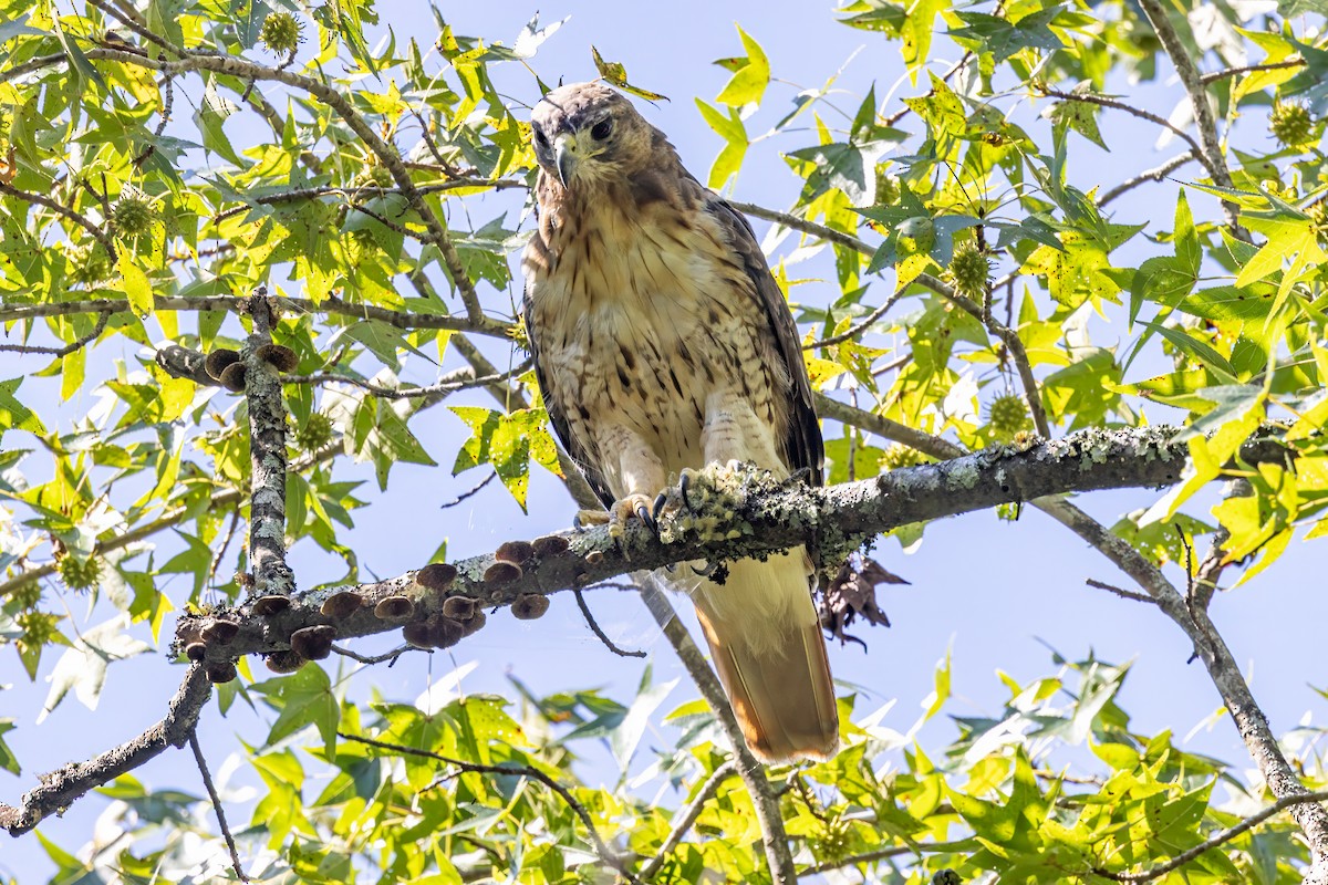 Red-tailed Hawk - ML641063369