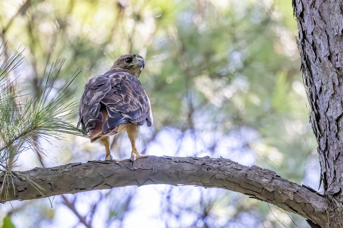 Red-tailed Hawk - ML641063377