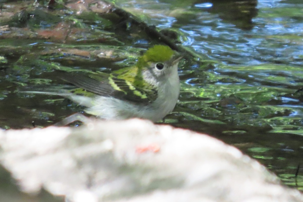 Chestnut-sided Warbler - ML641063511