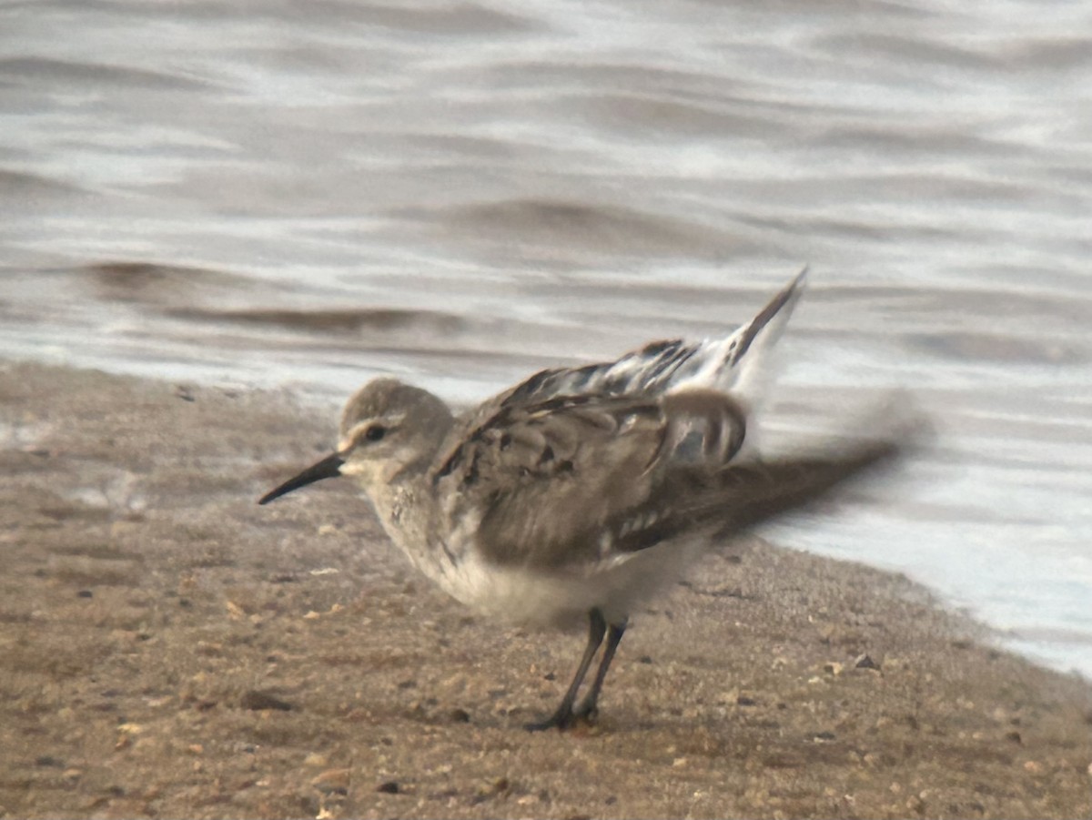 White-rumped Sandpiper - ML641063518