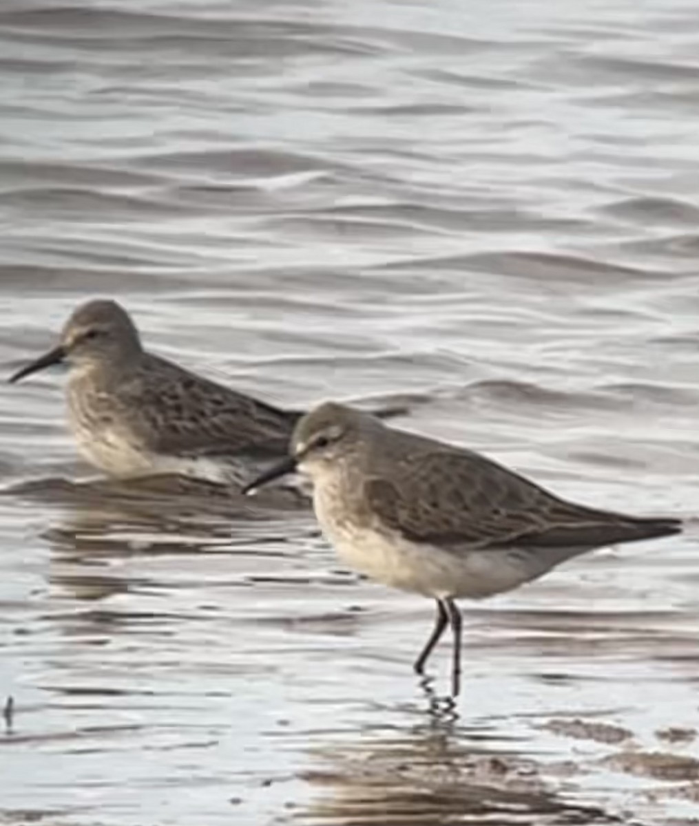 White-rumped Sandpiper - ML641063519