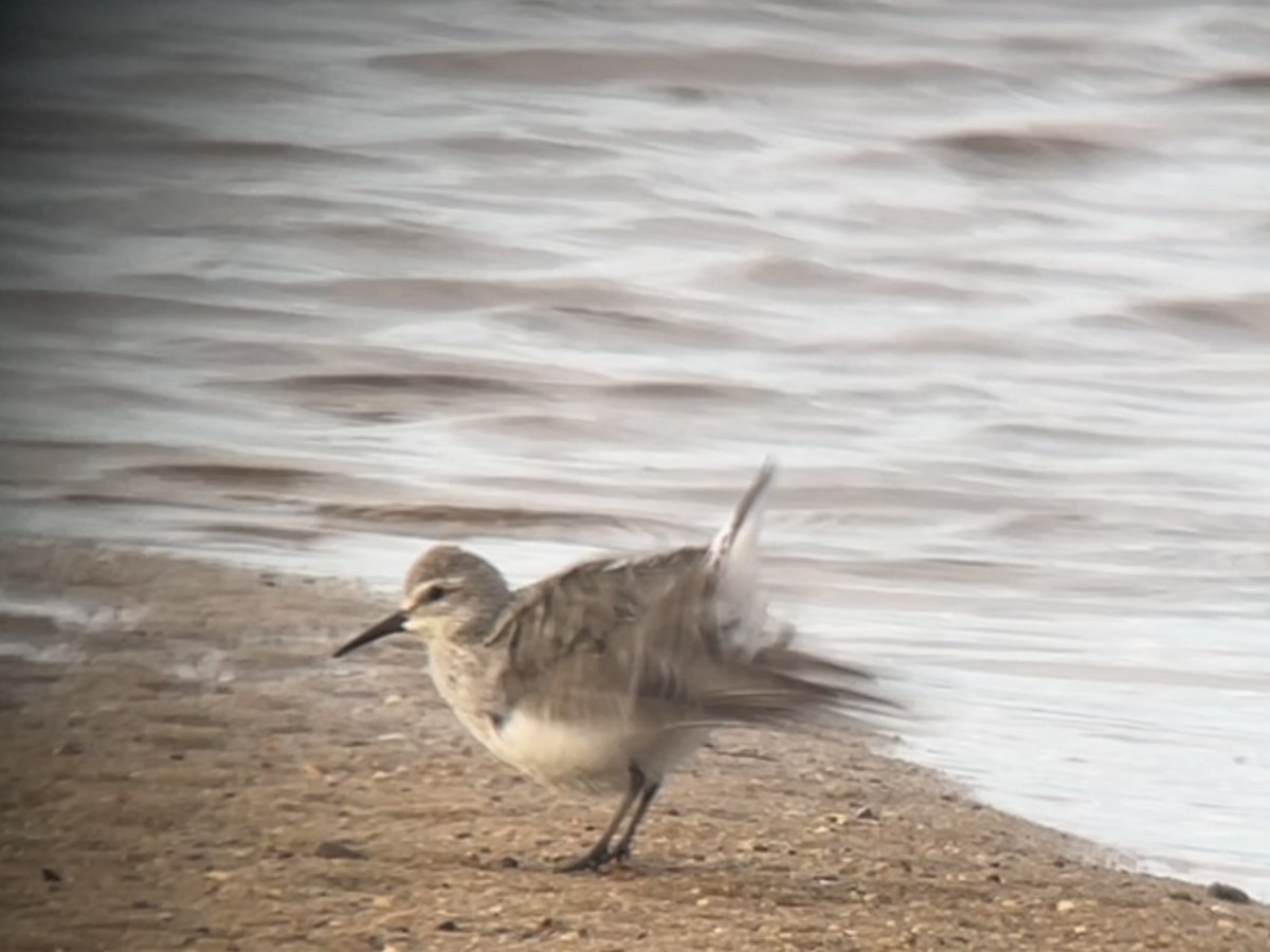 White-rumped Sandpiper - ML641063520