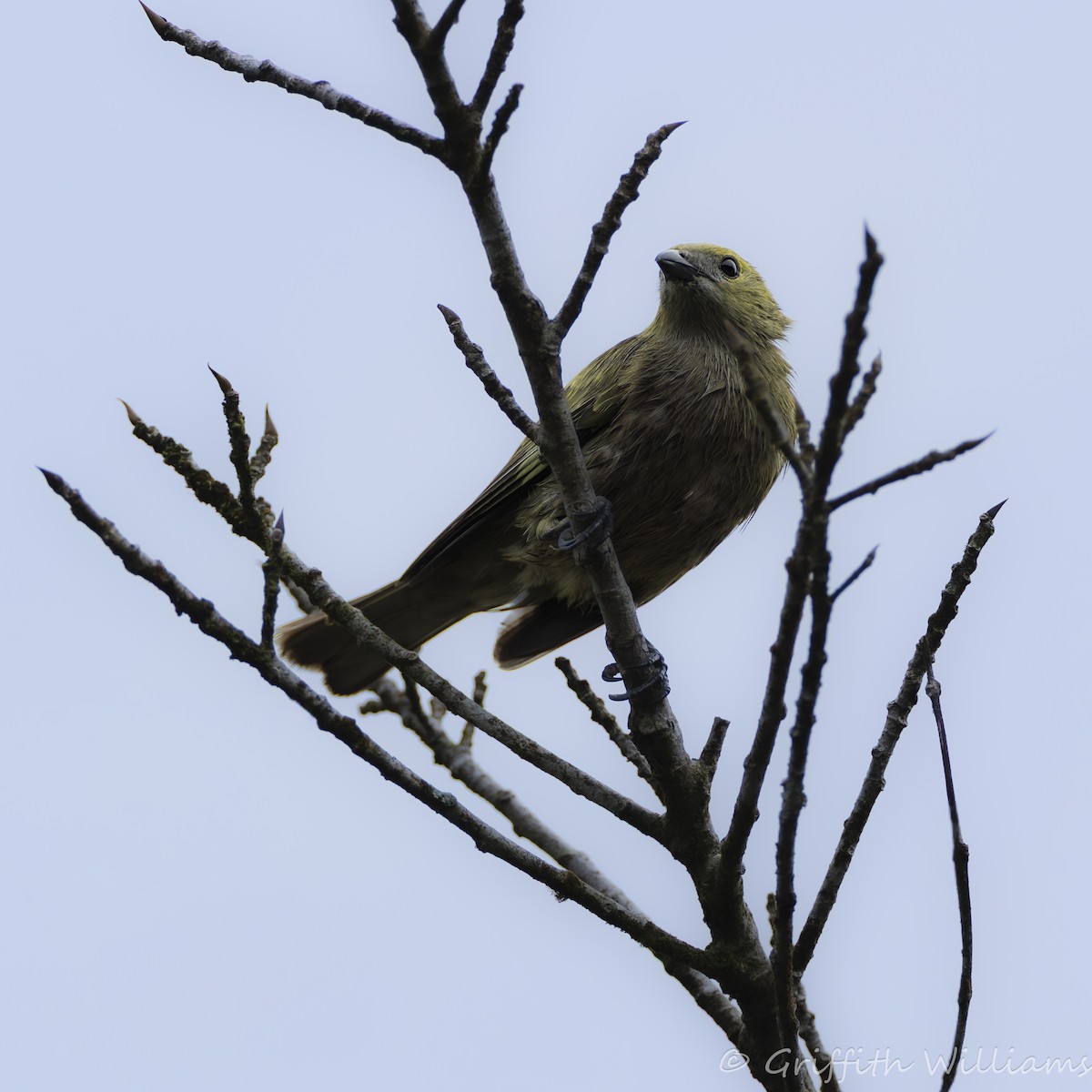 Palm Tanager - ML641063545