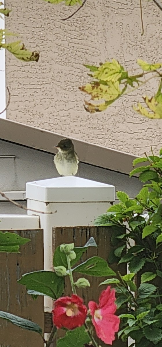 Eastern Phoebe - ML641063546