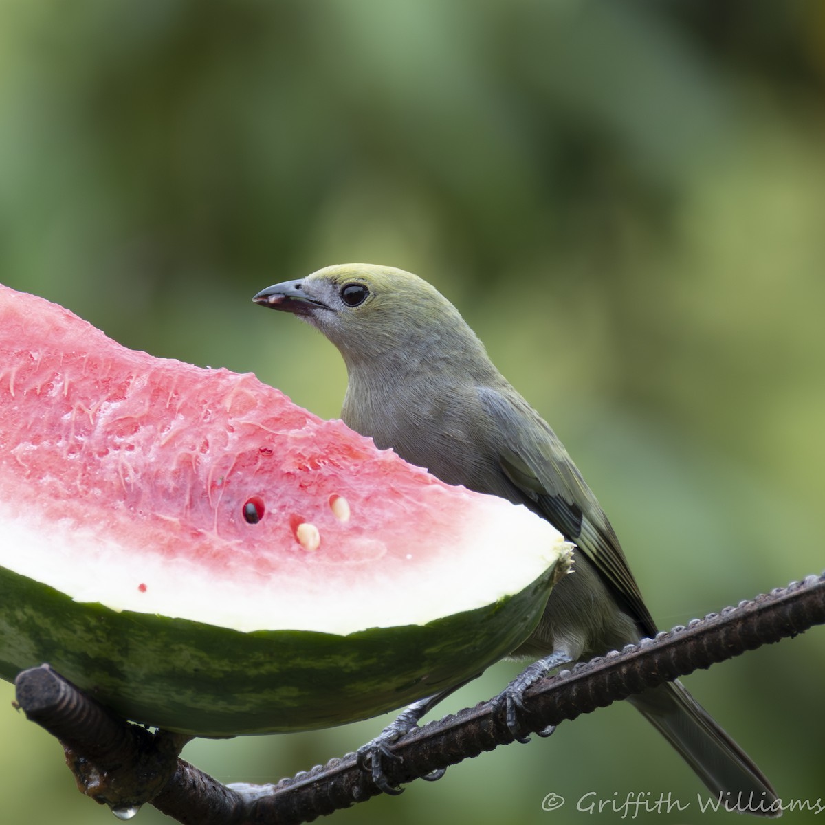Palm Tanager - ML641063547