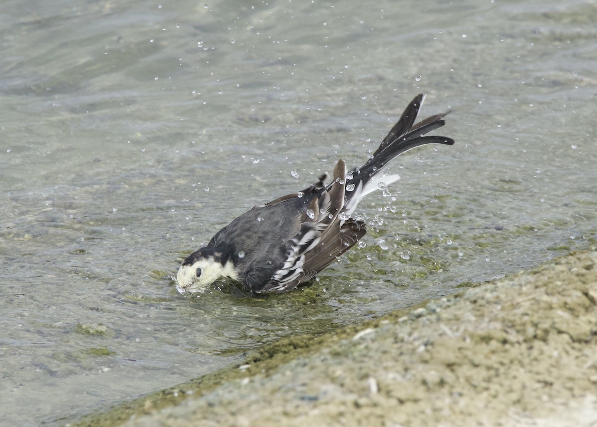 White Wagtail (British) - ML641063558