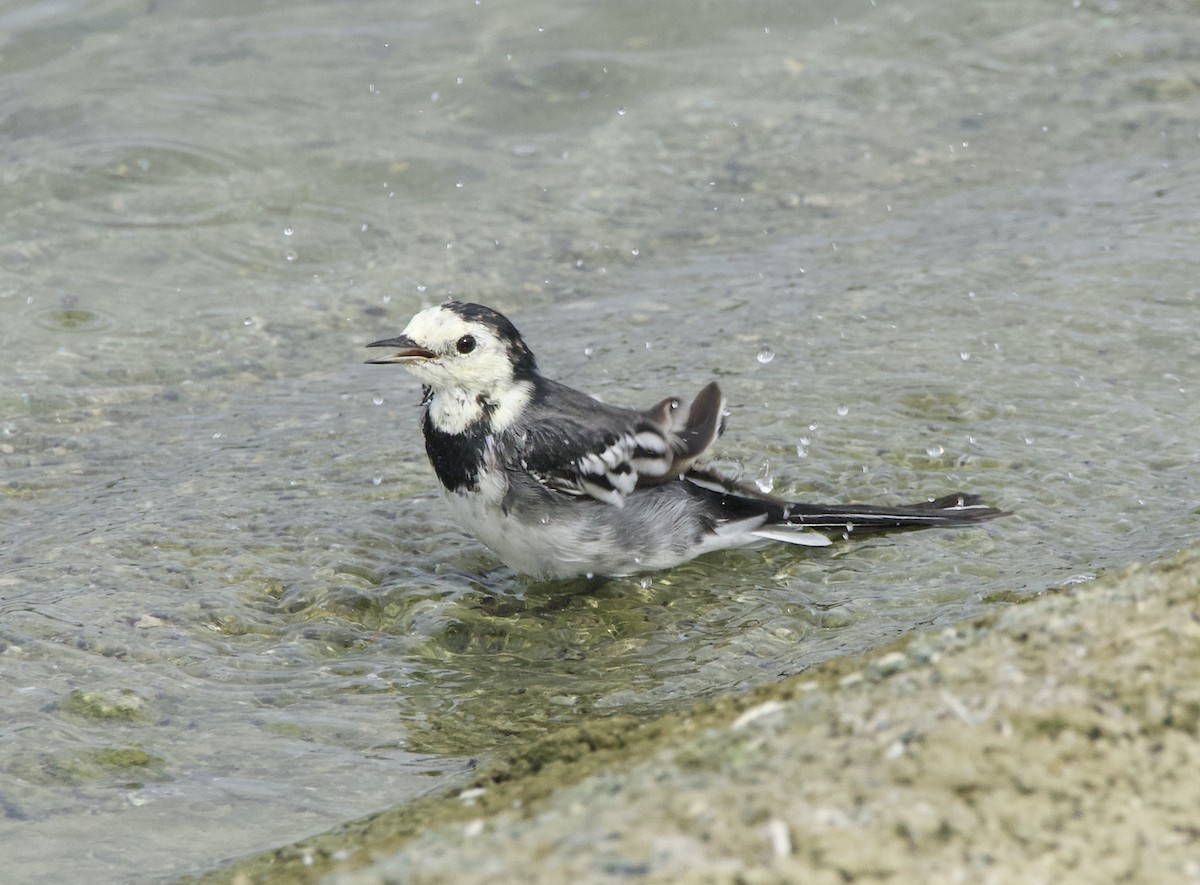 White Wagtail (British) - ML641063559