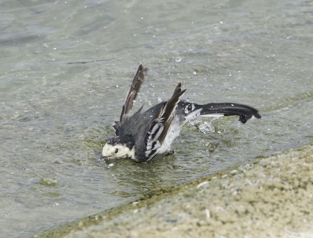 White Wagtail (British) - ML641063560