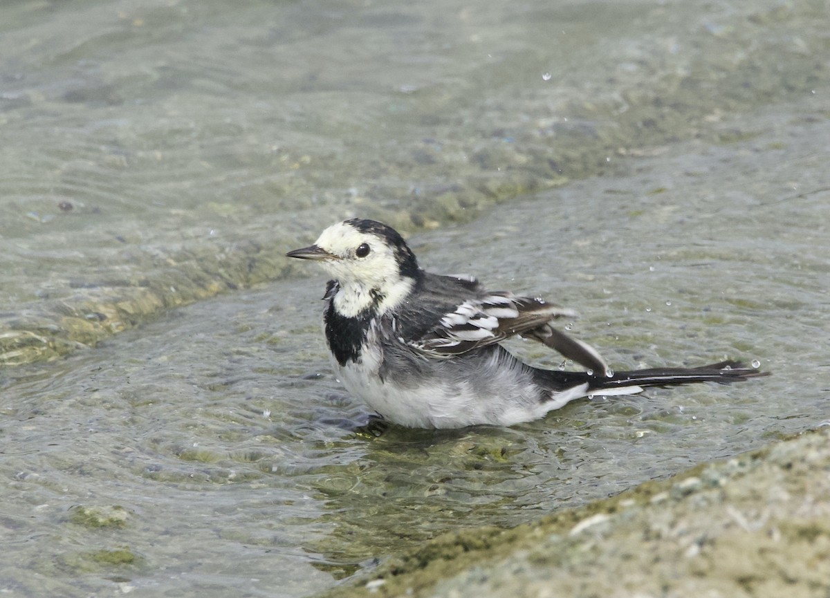 White Wagtail (British) - ML641063561