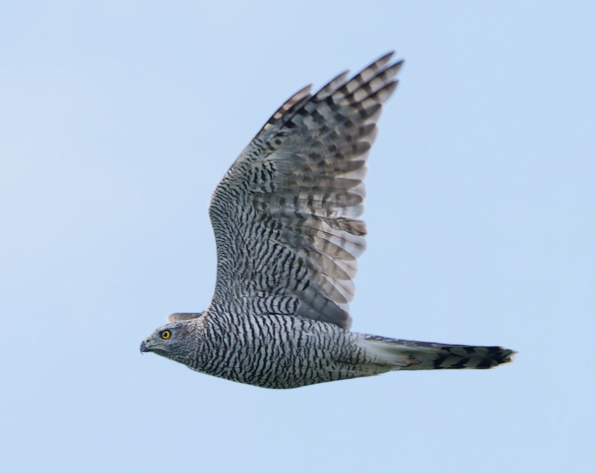 Eurasian Goshawk - ML641063581