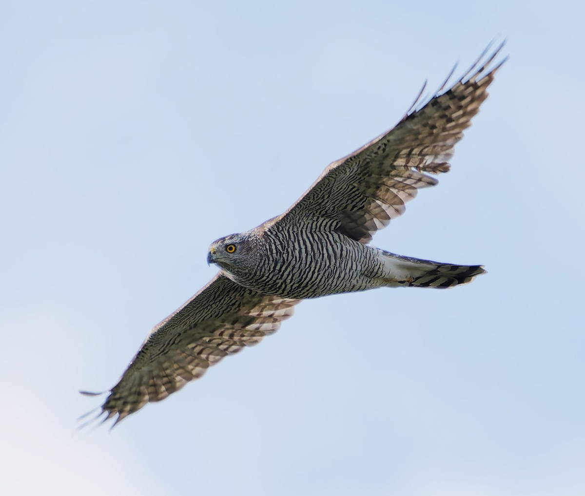Eurasian Goshawk - ML641063582