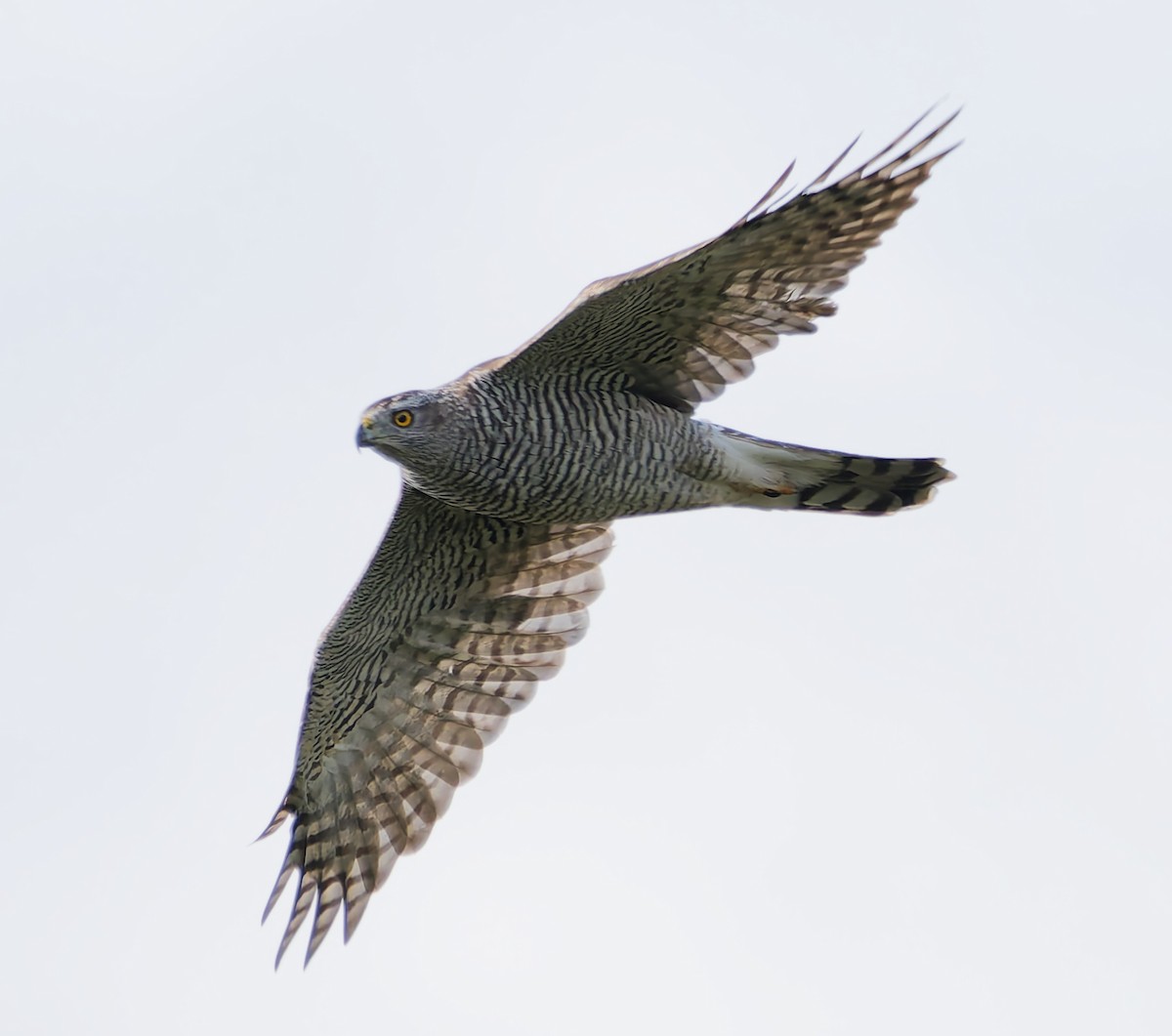 Eurasian Goshawk - ML641063583